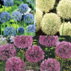 Menu Beautiful Mix Of Allium Collection