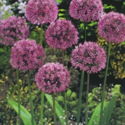 Menu Beautiful Mix Of Allium Collection 20 Menu Beautiful Mix Of Allium Collection -US Garden Plants Sales 2024 81105 allium collection 3