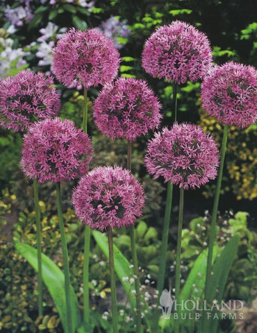 Menu Beautiful Mix Of Allium Collection 5 Menu Beautiful Mix Of Allium Collection - Image 3