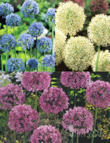 Menu Beautiful Mix Of Allium Collection 3 Menu Beautiful Mix Of Allium Collection