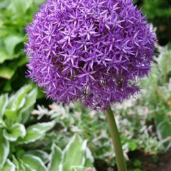 Menu Colossal Allium Collection -US Garden Plants Sales 2024 81111 1
