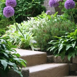 Menu Regal Gold Duo Collection -US Garden Plants Sales 2024 81111 2