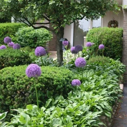 Menu Regal Gold Duo Collection -US Garden Plants Sales 2024 81111 3