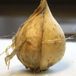 Menu Colossal Allium Collection -US Garden Plants Sales 2024 81111 4 1