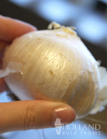 Menu Beautiful Mix Of Allium Collection 16 Menu Beautiful Mix Of Allium Collection - Image 14