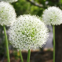 Menu Beautiful Mix Of Allium Collection 32 Menu Beautiful Mix Of Allium Collection -US Garden Plants Sales 2024 81114 mount everest allium 3