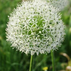 Menu Beautiful Mix Of Allium Collection 30 Menu Beautiful Mix Of Allium Collection -US Garden Plants Sales 2024 81114 mount everest allium 4