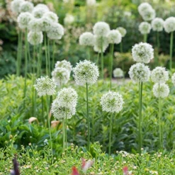 Menu Colossal Allium Collection -US Garden Plants Sales 2024 81114 mount everest allium 6