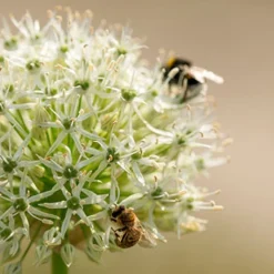 Menu Colossal Allium Collection -US Garden Plants Sales 2024 81114 mount everest allium 8