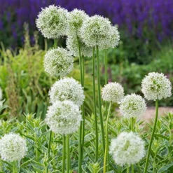 Menu Beautiful Mix Of Allium Collection 33 Menu Beautiful Mix Of Allium Collection -US Garden Plants Sales 2024 81114 mount everest allium 9