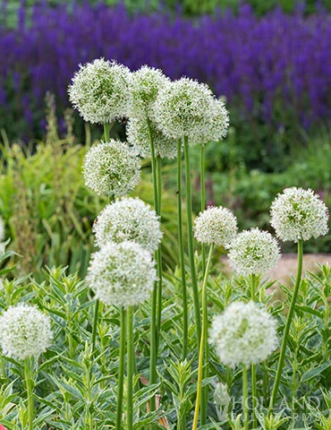 Menu Beautiful Mix Of Allium Collection 18 Menu Beautiful Mix Of Allium Collection - Image 16