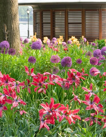 Menu Beautiful Mix Of Allium Collection 8 Menu Beautiful Mix Of Allium Collection - Image 6