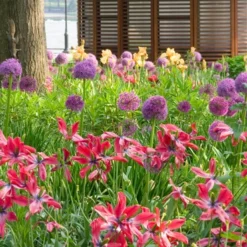 Menu Deer Resistant Spring Blooming Garden -US Garden Plants Sales 2024 81115 flowering onion 2