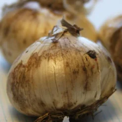 Menu Beautiful Mix Of Allium Collection 24 Menu Beautiful Mix Of Allium Collection -US Garden Plants Sales 2024 81115 flowering onion 3 1