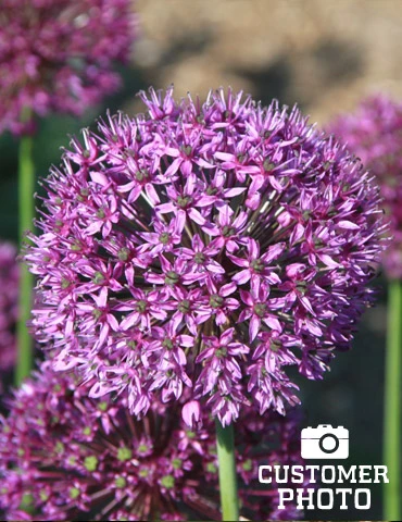 Menu Beautiful Mix Of Allium Collection 10 Menu Beautiful Mix Of Allium Collection - Image 8
