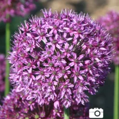 Menu Non-Stop Spring-Blooming Bulb Collection 31 Menu Non-Stop Spring-Blooming Bulb Collection -US Garden Plants Sales 2024 81115 flowering onion 4 2