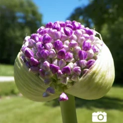 Menu Deer Resistant Spring Blooming Garden -US Garden Plants Sales 2024 81115 flowering onion 5