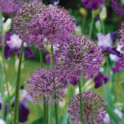 Menu Non-Stop Spring-Blooming Bulb Collection 28 Menu Non-Stop Spring-Blooming Bulb Collection -US Garden Plants Sales 2024 81115 flowering onion 6