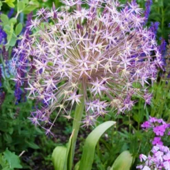 Menu Colossal Allium Collection -US Garden Plants Sales 2024 81117 star of persia allium