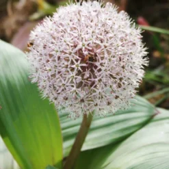 Menu Beginner Allium Collection -US Garden Plants Sales 2024 81118 ivory queen allium 2 1