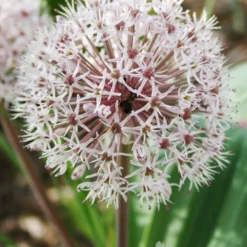 Menu Dark Night Duo Collection -US Garden Plants Sales 2024 81118 ivory queen allium