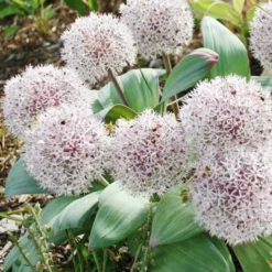 Menu Dark Night Duo Collection -US Garden Plants Sales 2024 81118 ivory queen allium 3