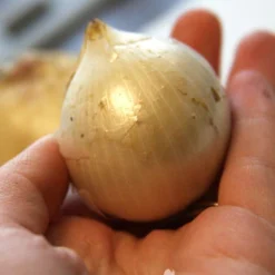 Menu Beginner Allium Collection -US Garden Plants Sales 2024 81118 ivory queen allium 4 1