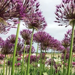 Menu Big And Sensational Allium Collection 17 Menu Big And Sensational Allium Collection -US Garden Plants Sales 2024 81119 purple sensation allium 2 3