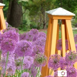 Menu 90 Days Of Spring Flowers Garden Kit 32 Menu 90 Days Of Spring Flowers Garden Kit -US Garden Plants Sales 2024 81119 purple sensation allium 3 4