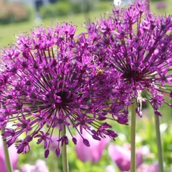 Menu Simple Spring Flowers Garden Collection 26 Menu Simple Spring Flowers Garden Collection -US Garden Plants Sales 2024 81119 purple sensation allium 4 2