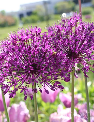 Menu Simple Spring Flowers Garden Collection 12 Menu Simple Spring Flowers Garden Collection - Image 10