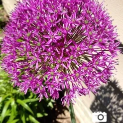 Menu Simple Late Spring Collection 23 Menu Simple Late Spring Collection -US Garden Plants Sales 2024 81119 purple sensation allium 5