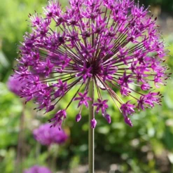 Menu Simple Late Spring Collection 17 Menu Simple Late Spring Collection -US Garden Plants Sales 2024 81119 purple sensation allium 6