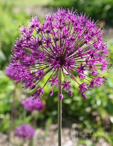 Menu Big And Sensational Allium Collection 4 Menu Big And Sensational Allium Collection - Image 2
