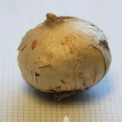 Menu Big And Sensational Allium Collection 19 Menu Big And Sensational Allium Collection -US Garden Plants Sales 2024 81119 purple sensation allium 7 3