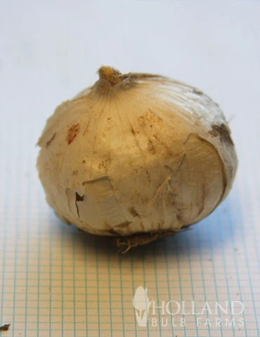 Menu Big And Sensational Allium Collection 7 Menu Big And Sensational Allium Collection - Image 5