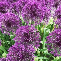 Menu Big And Sensational Allium Collection 18 Menu Big And Sensational Allium Collection -US Garden Plants Sales 2024 81119 purple sensation allium 9