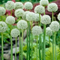 Menu Late Spring Spectacular Garden 20 Menu Late Spring Spectacular Garden -US Garden Plants Sales 2024 81120 giant white allium 2
