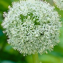 Menu Late Spring Spectacular Garden 19 Menu Late Spring Spectacular Garden -US Garden Plants Sales 2024 81120 giant white allium