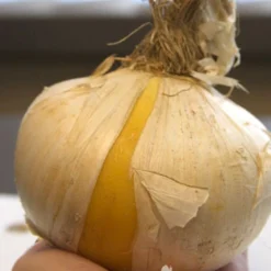 Menu Late Spring Spectacular Garden 21 Menu Late Spring Spectacular Garden -US Garden Plants Sales 2024 81120 giant white allium 3