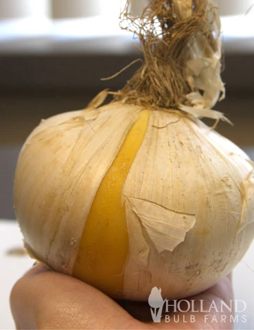 Menu Late Spring Spectacular Garden 6 Menu Late Spring Spectacular Garden - Image 4