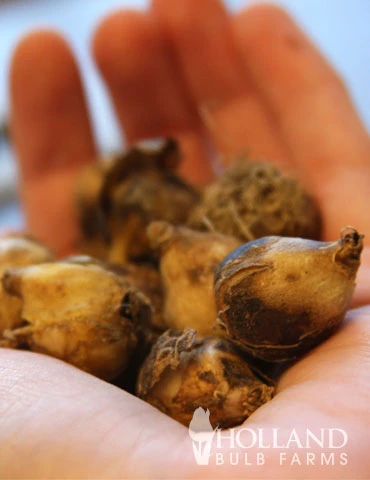 Menu Blue Blooms In Spring Collection 10 Menu Blue Blooms In Spring Collection - Image 8