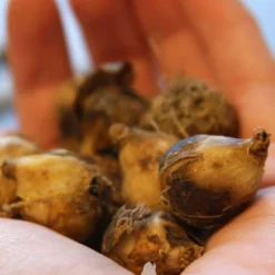 Menu Beautiful Mix Of Allium Collection 28 Menu Beautiful Mix Of Allium Collection -US Garden Plants Sales 2024 81121 blue allium 2