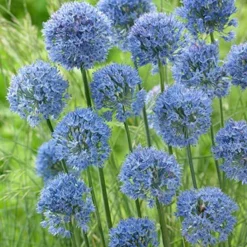 Menu Beautiful Mix Of Allium Collection 27 Menu Beautiful Mix Of Allium Collection -US Garden Plants Sales 2024 81121 blue allium
