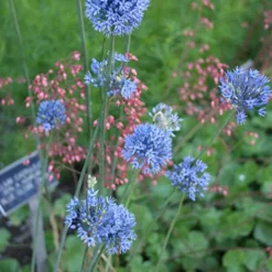 Menu Blue Blooms In Spring Collection 26 Menu Blue Blooms In Spring Collection -US Garden Plants Sales 2024 81121 blue allium 3 1