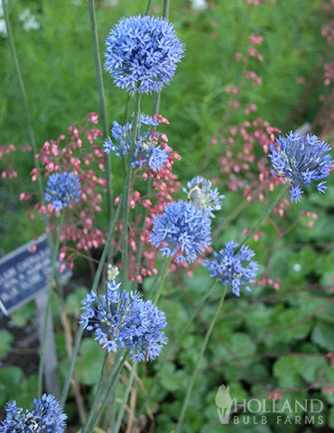 Menu Beautiful Mix Of Allium Collection 14 Menu Beautiful Mix Of Allium Collection - Image 12