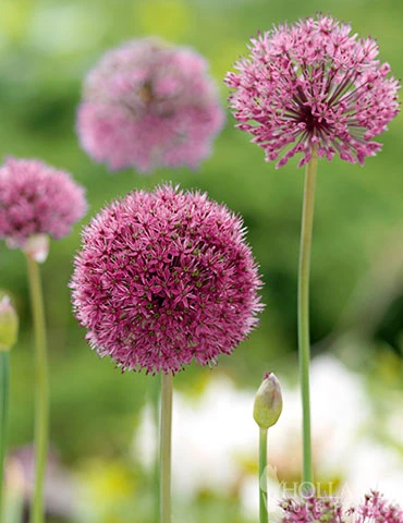 Menu Big And Sensational Allium Collection 14 Menu Big And Sensational Allium Collection - Image 12