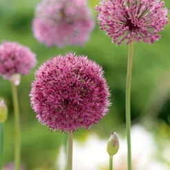 Menu Late Spring Flowers Garden Kit -US Garden Plants Sales 2024 81123 ostara allium 2