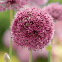 Menu Late Spring Flowers Garden Kit -US Garden Plants Sales 2024 81123 ostara allium