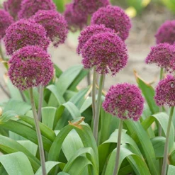 Menu Big And Sensational Allium Collection 24 Menu Big And Sensational Allium Collection -US Garden Plants Sales 2024 81123 ostara allium 3 1